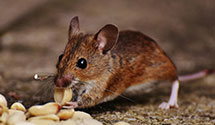 24 Hour & Emergency Exterminators in St Joseph, MO
